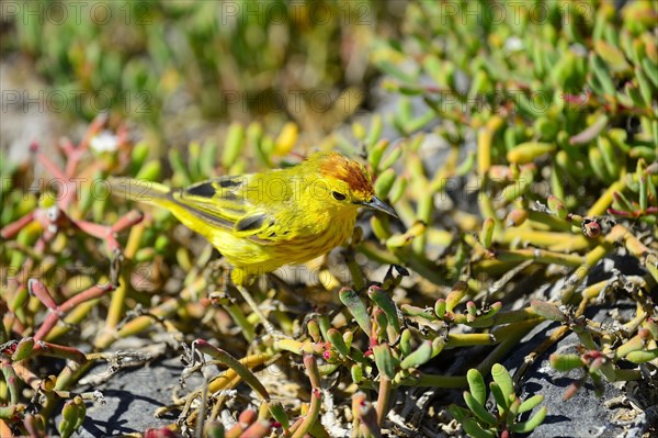 Yellow warbler