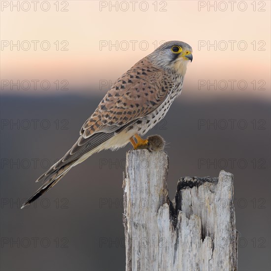 Common Common Kestrel