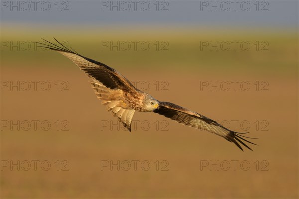 Red kite