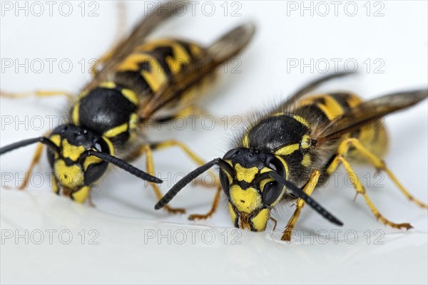 German wasps