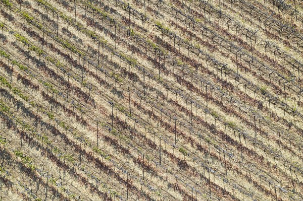 Rows of young vines