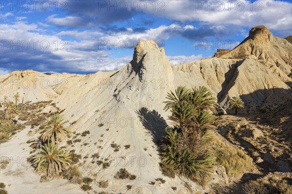 Bare ridges of eroded sandstone and palm trees in the Tabernas Desert