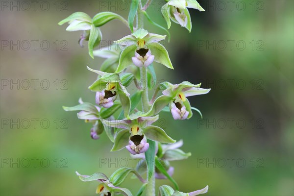 Broad-leaved marshwort