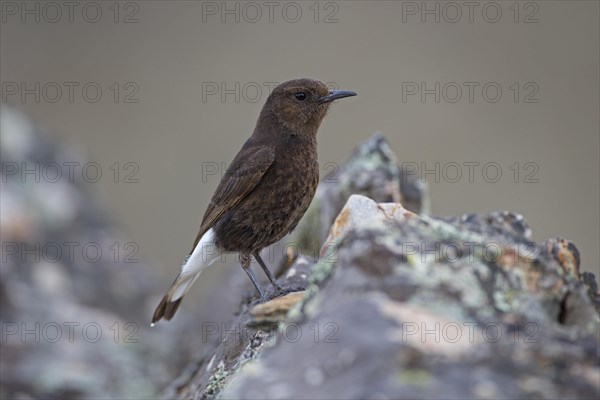 Black Wheatear