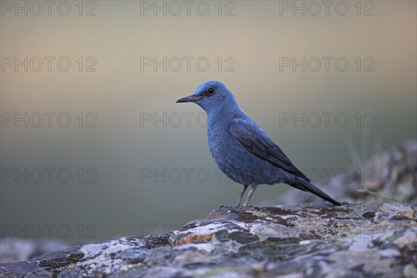 Blue Rock Thrush