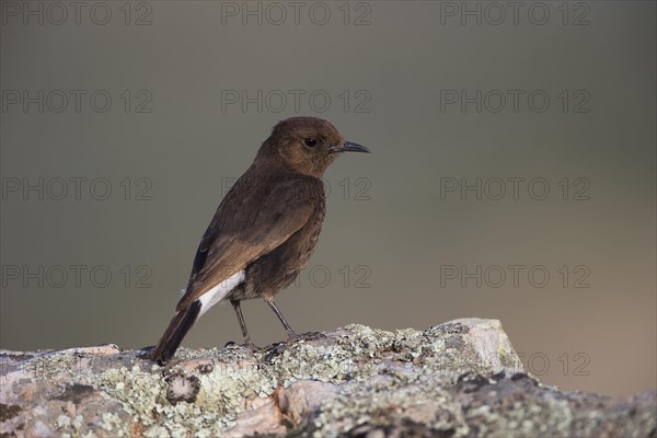 Black Wheatear