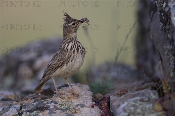 Thekla Lark