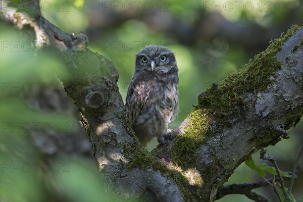 Little owl