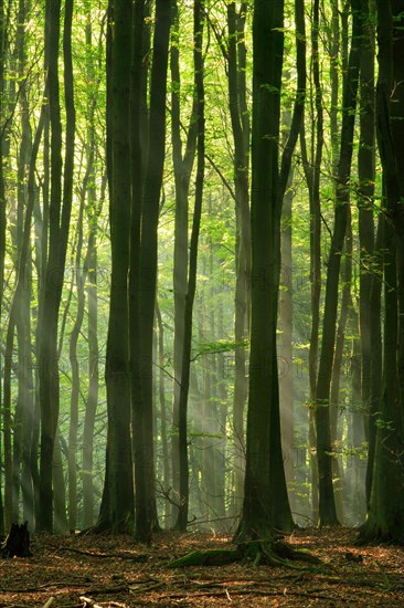 Beech forest in the warm light of the morning sun