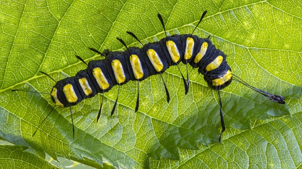 Alder moth