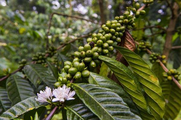 Close up of coffee beans