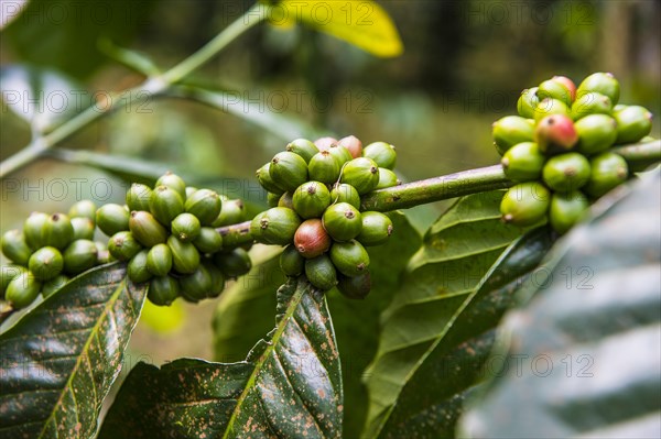 Close up of coffee beans