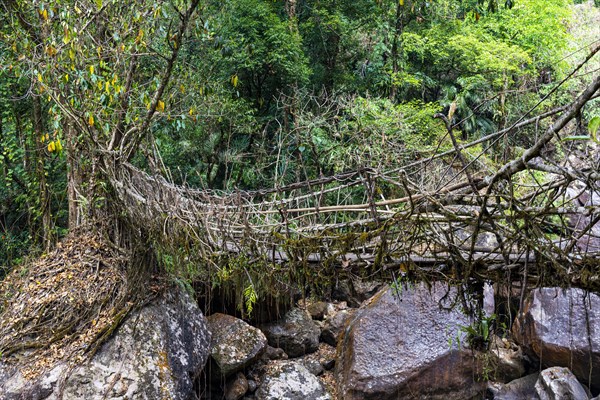 Living Root Bridge