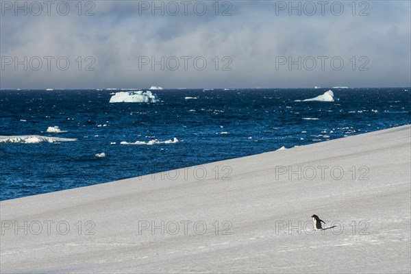 Little gentoo penguin walking on a glacier