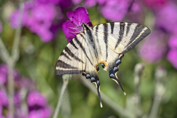 Scarce swallowtail