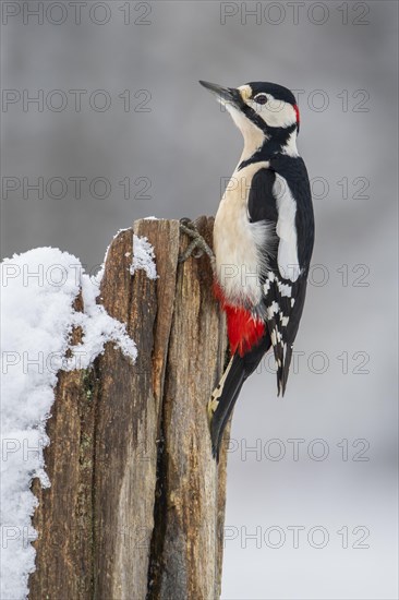 Great spotted woodpecker