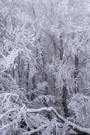 Winter forest