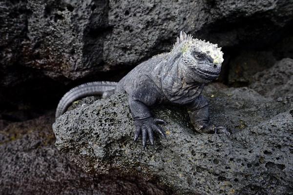 Marine iguana