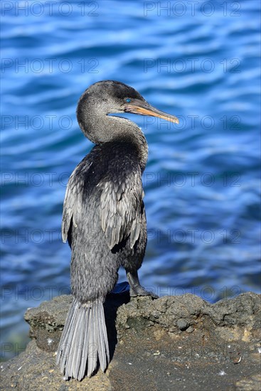 Flightless Cormorant