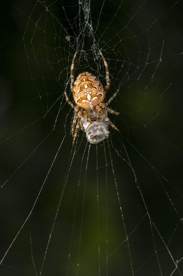 European garden spider