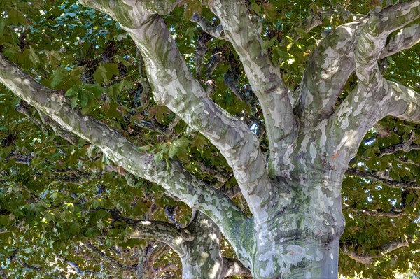 Tree crown of a plane tree