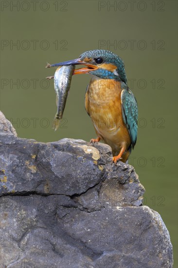 Common kingfisher