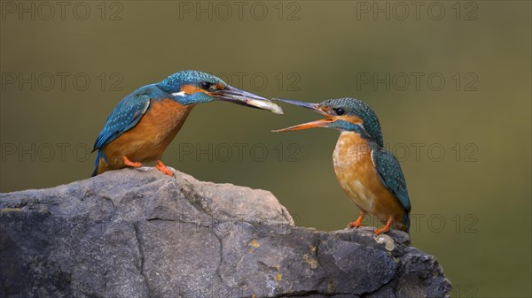 Common kingfisher