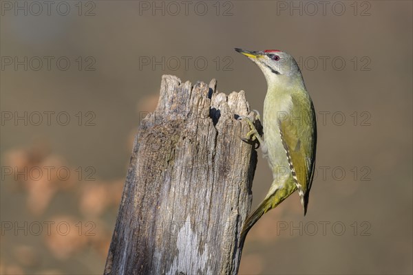 Grey-headed woodpecker