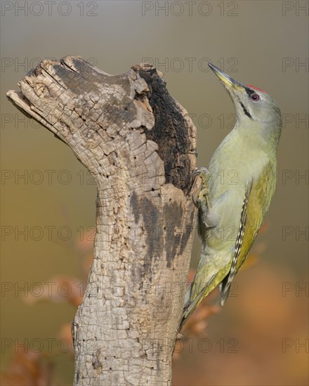 Grey-headed woodpecker