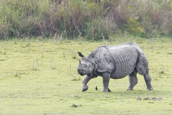 Indian Rhinoceros