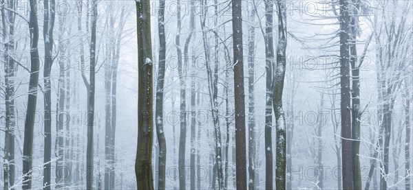 Forest in winter with snow and hoarfrost