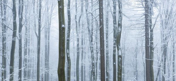 Forest in winter with snow and hoarfrost