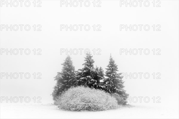 Group of trees in the snow