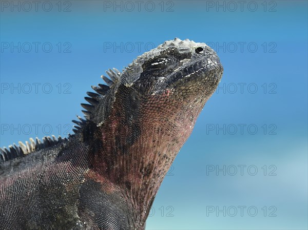 Marine iguana