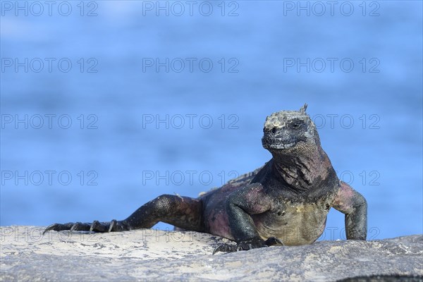 Marine iguana