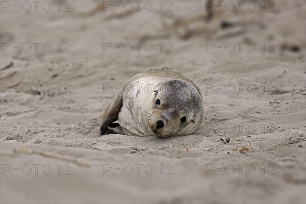 Australian sea lion