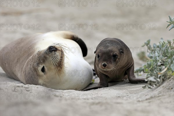 Australian sea lion