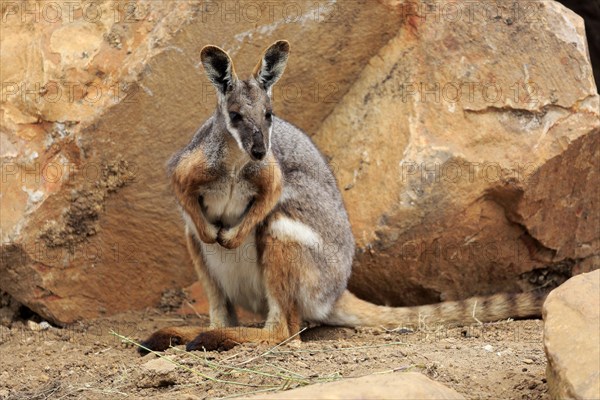 Yellow-footed rock-wallaby