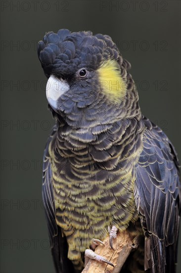 Yellow-tailed black cockatoo