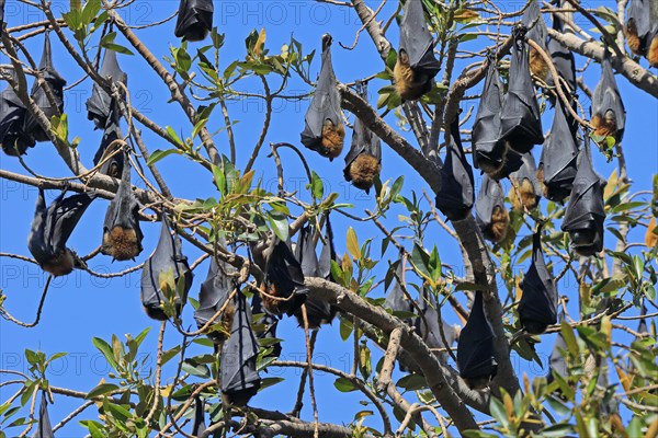 Grey-headed flying fox