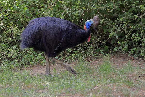 Double-wattled cassowary