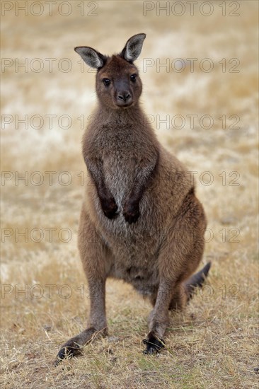 Kangaroo Island grey kangaroo