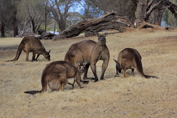 Kangaroo Island grey kangaroo