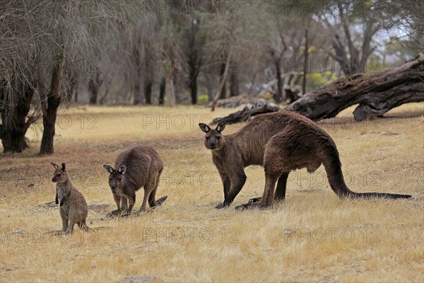 Kangaroo Island grey kangaroo