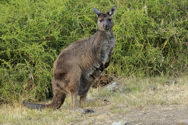 Kangaroo Island grey kangaroo