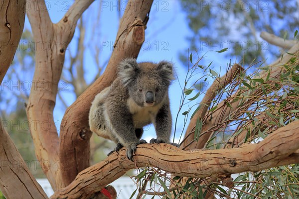 Koala