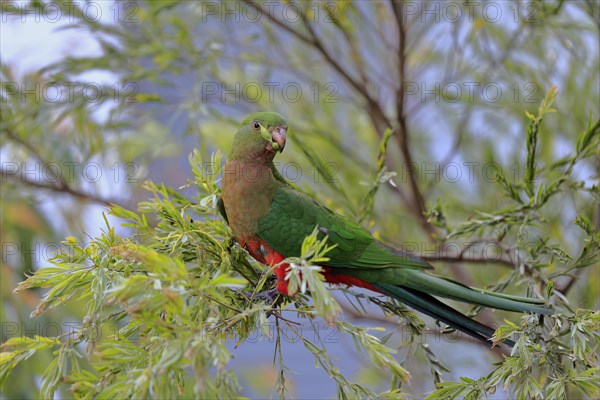 Australian king parrot