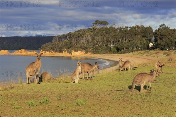 Eastern grey kangaroo