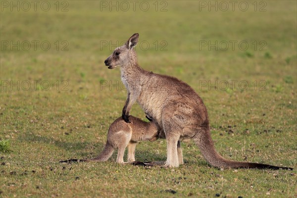 Eastern grey kangaroo