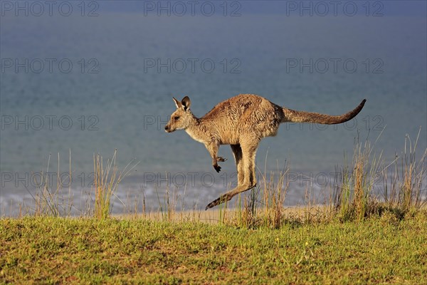 Eastern grey kangaroo